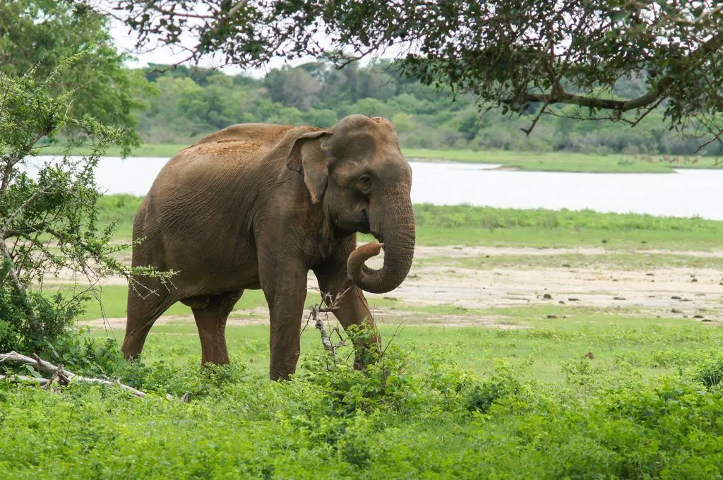 My Sri Lanka - Yala