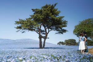 Nemophila, Baby Blue Eyes