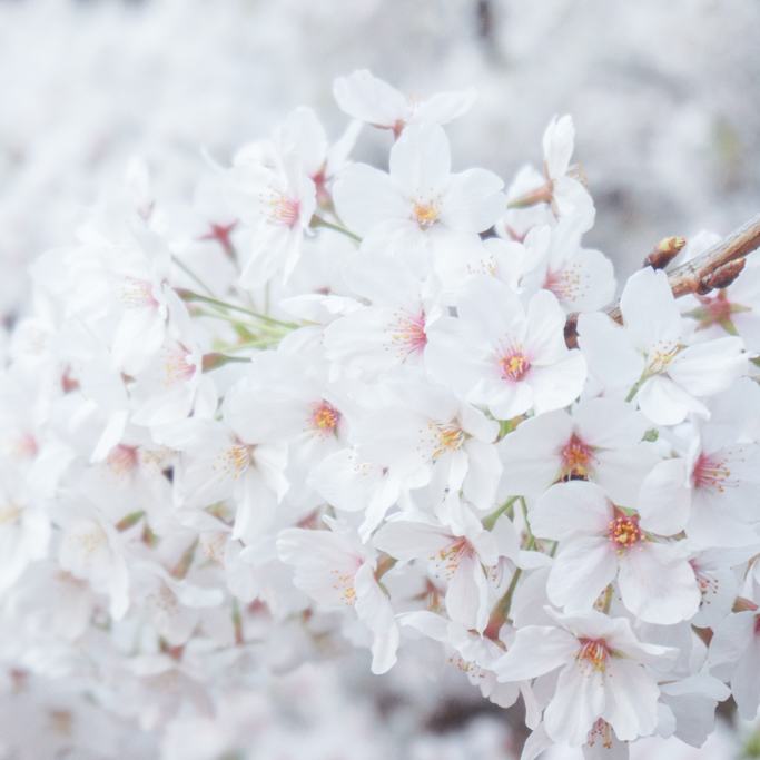 Sakura, Cherry Blossoms