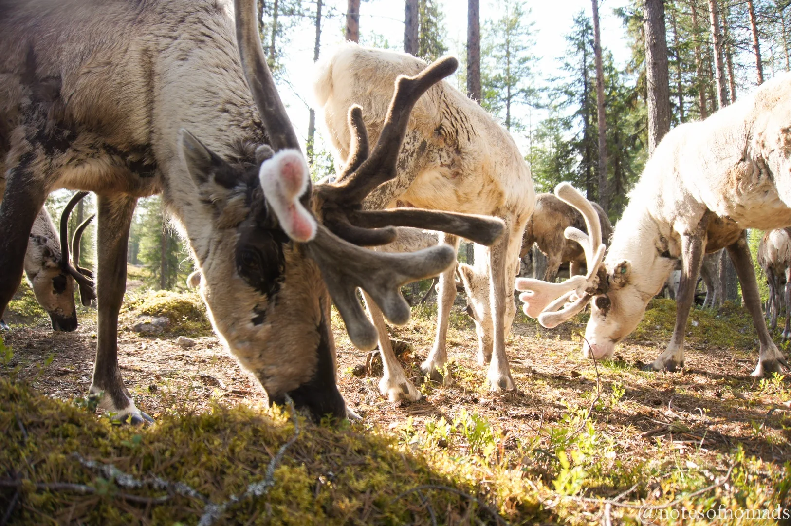 Salla Reindeer Park, Finland