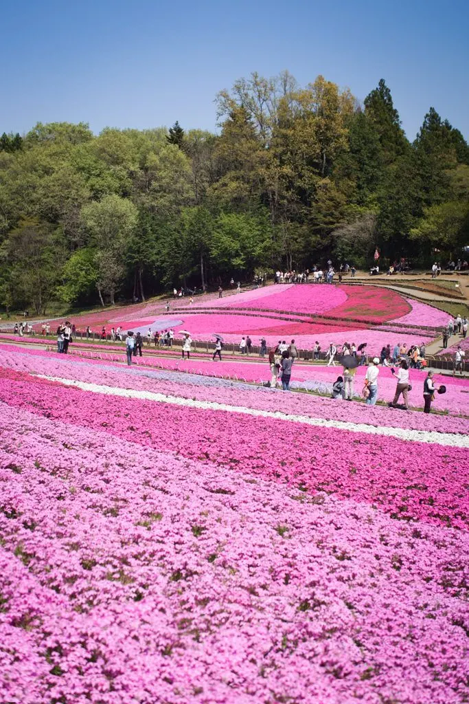 Shibazakura Festival Chichibu Japan