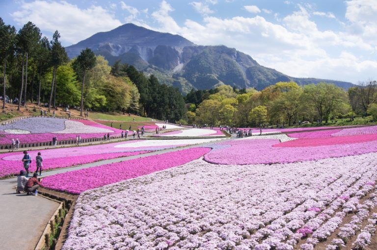 5 Japanese Flower Festivals You Shouldn't Miss