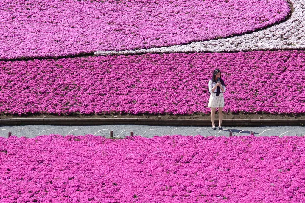 Shibazakura Festival Chichibu Japan