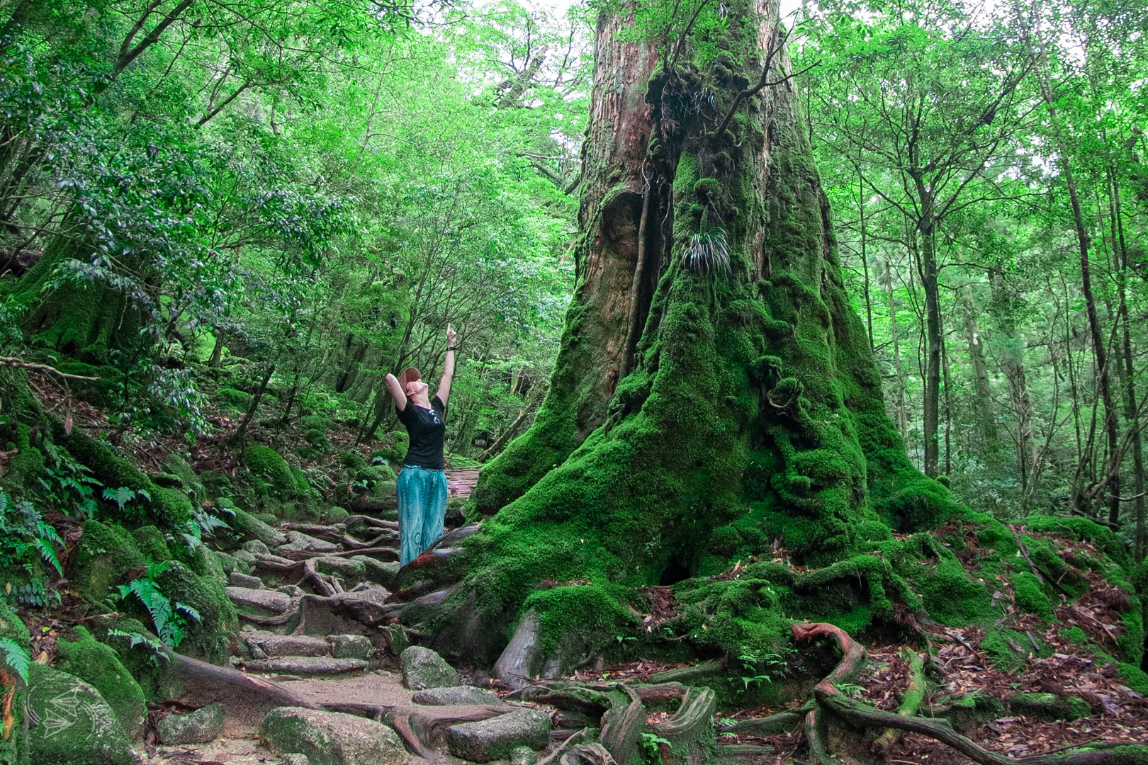 Shiratani Unsuikyo Yakushima Kagoshima Japan