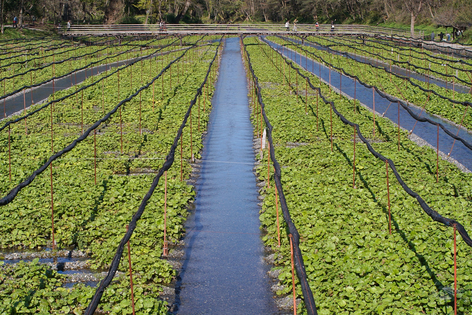 Daio Wasabi Farm Where to try REAL wasabi in Japan