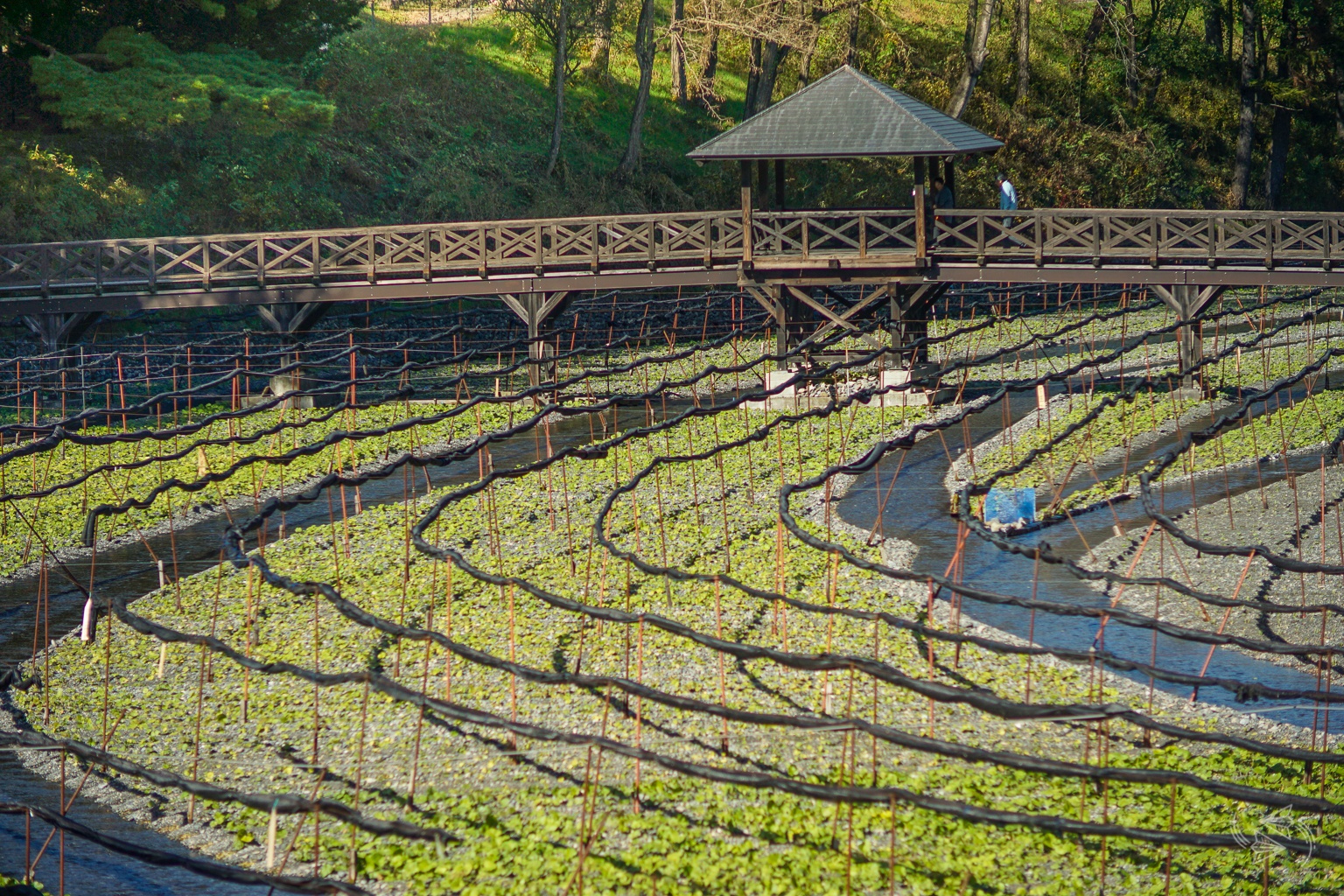 Daio Wasabi Farm Where to try REAL wasabi in Japan