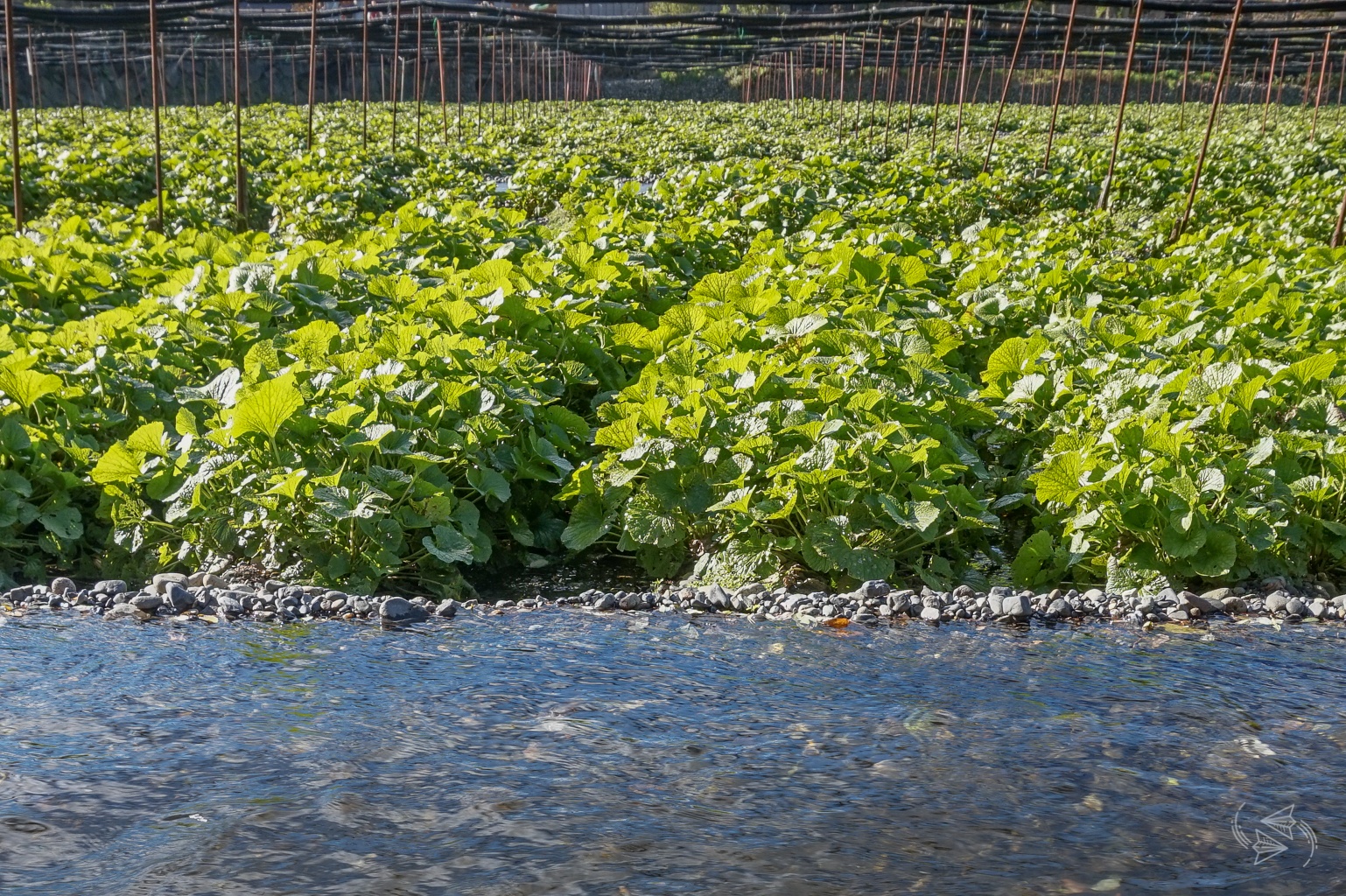 Daio Wasabi Farm Where to try REAL wasabi in Japan