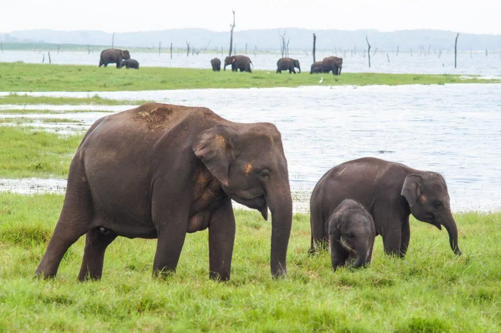 Elephants at Kaudulla National Park