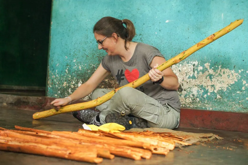 Harvesting fresh cinnamon, Sri Lanka