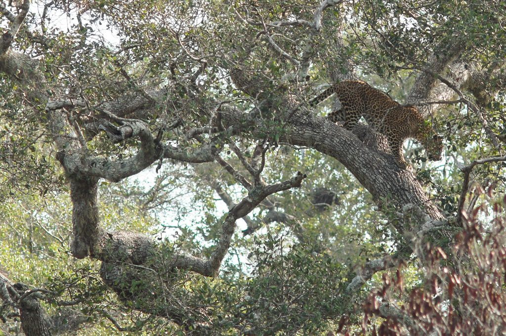 Wild leopard, Yala National Park