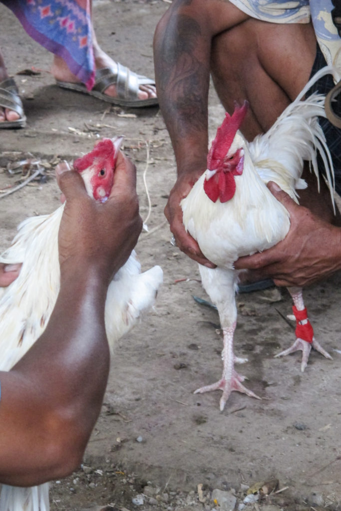 The two roosters have their taji tied and are encouraged to peck at each other while the owners hold them back to get them riled up for the fight.