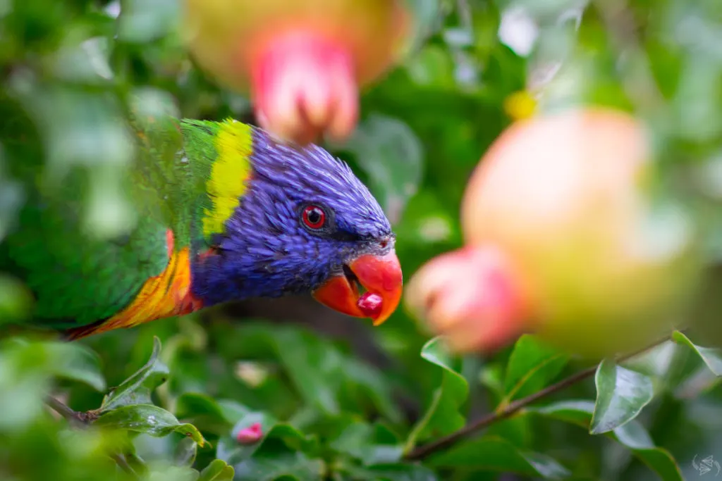 A rainbow lorikeet on the tree with some pomegranate between its beak.