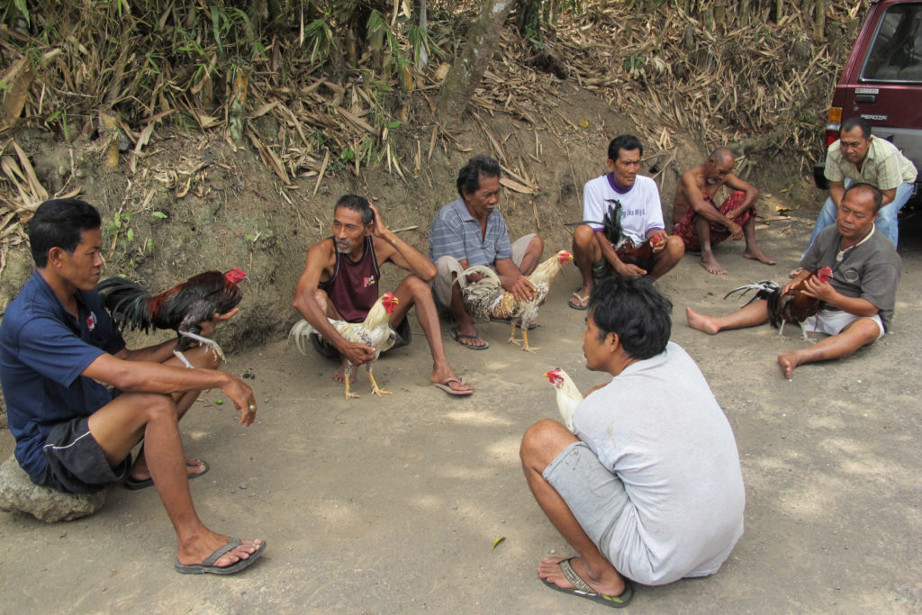 A group of Balinese men sit in a circle on the side of a dirt road, each holding one rooster.