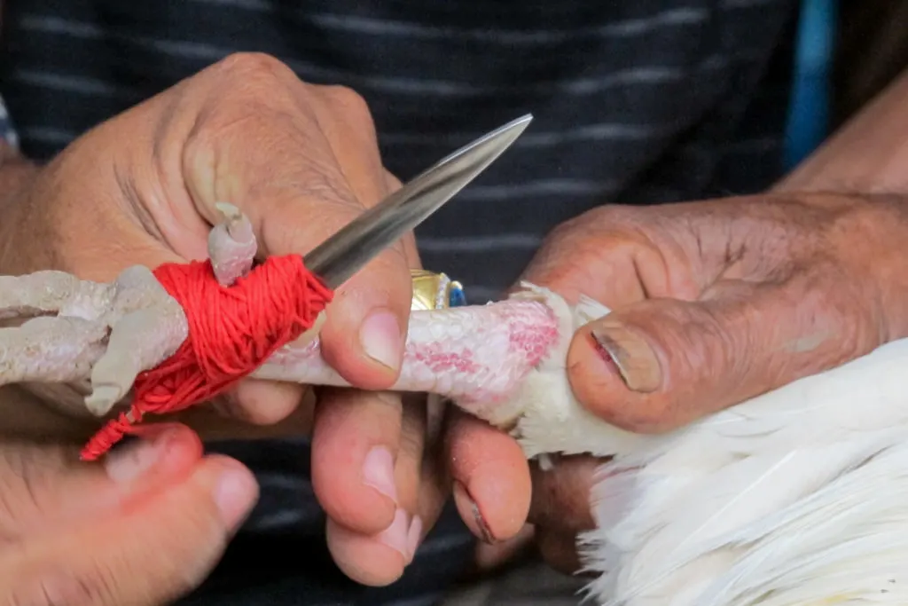 Up-close shot of the several inch-long blade, known as the 'taji', tied with red twine to a rooster's leg.