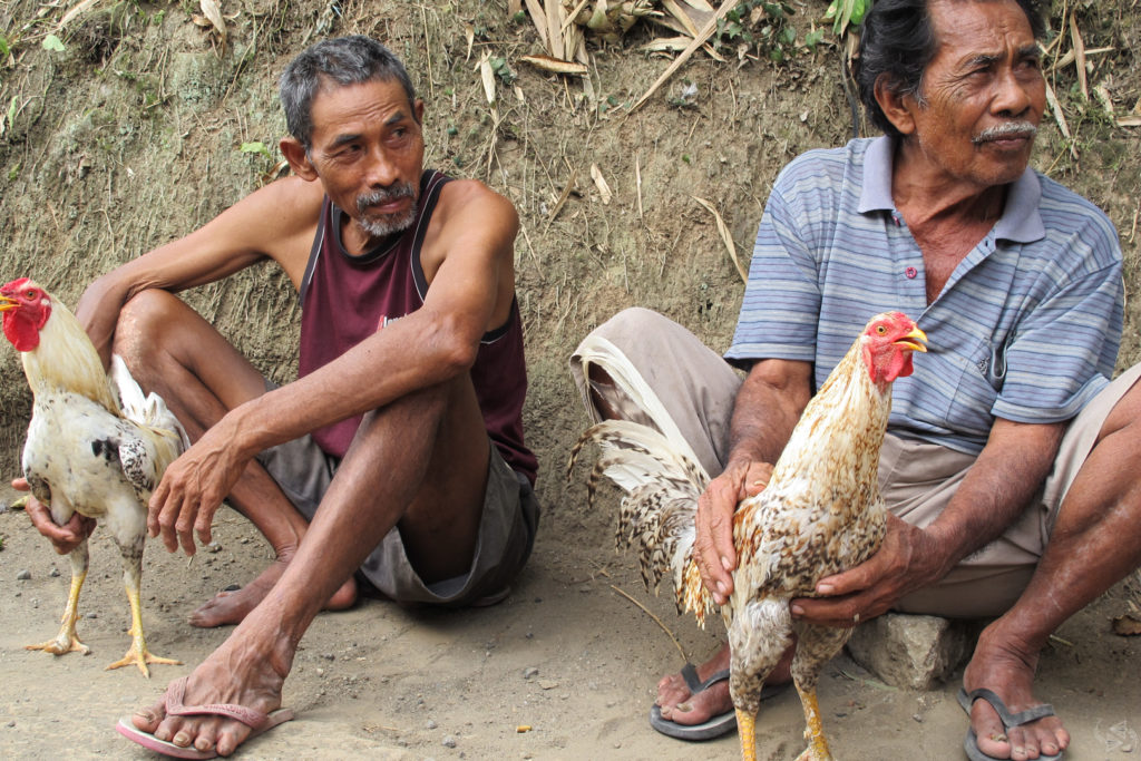 Two men massage their rooster's muscles on the side of the road.