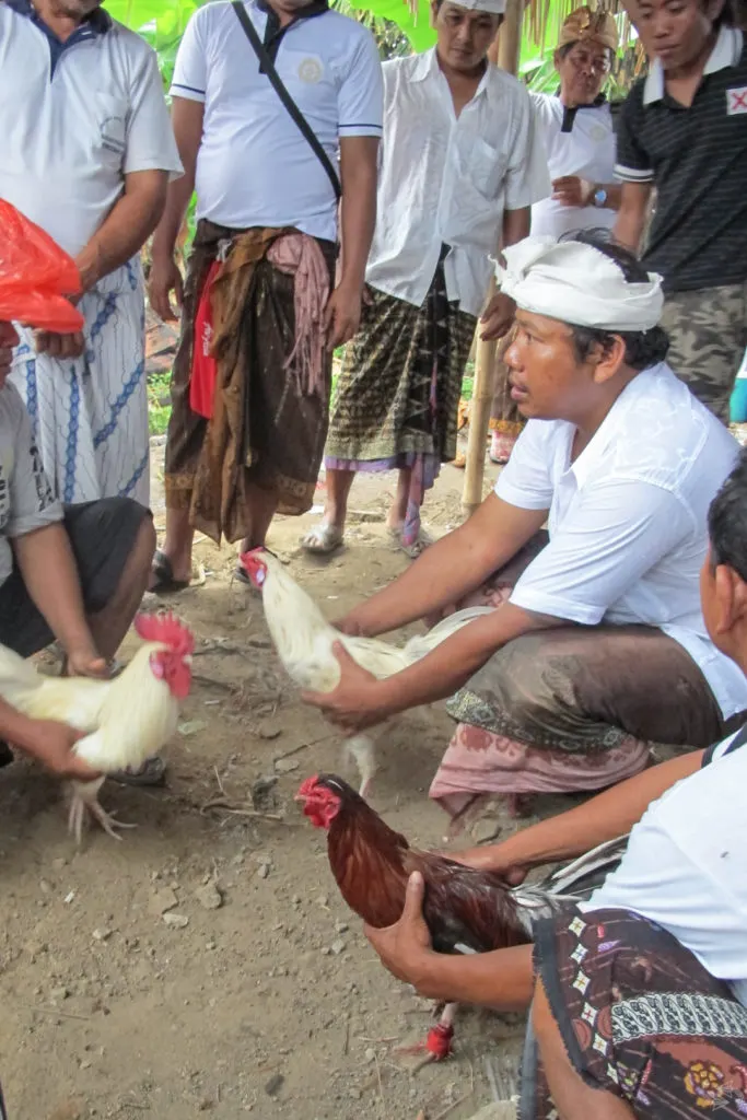 Three men show each other their roosters while the crowd looks on to work out the most suitable matches.