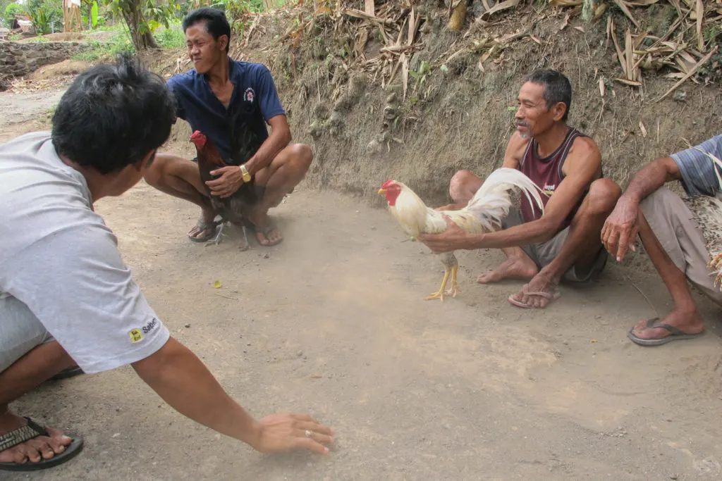 One of the cock fighters squints to try to avoid dirt that has just been kicked up by the escapee rooster getting in his eyes.