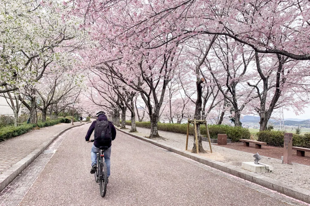 Man riding bicycle through cherry blossom lined street on Kyoto Inaka Cycling tour.