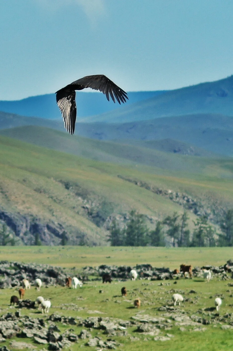 Flying vulture