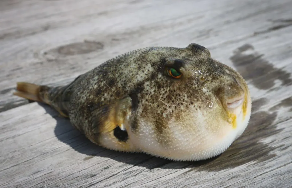 A photo of a puffed up fugu fish with a grey spotted top, white underbelly and green eyes lays atop a wooden surface. Photo by Brian Yurasits (Unsplash).