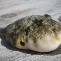 A photo of a puffed up fugu fish with a grey spotted top, white underbelly and green eyes lays atop a wooden surface. Photo by Brian Yurasits (Unsplash).