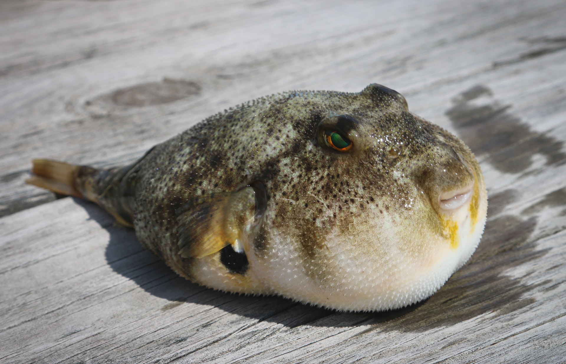 Giant Puffer Fish Puffed Up