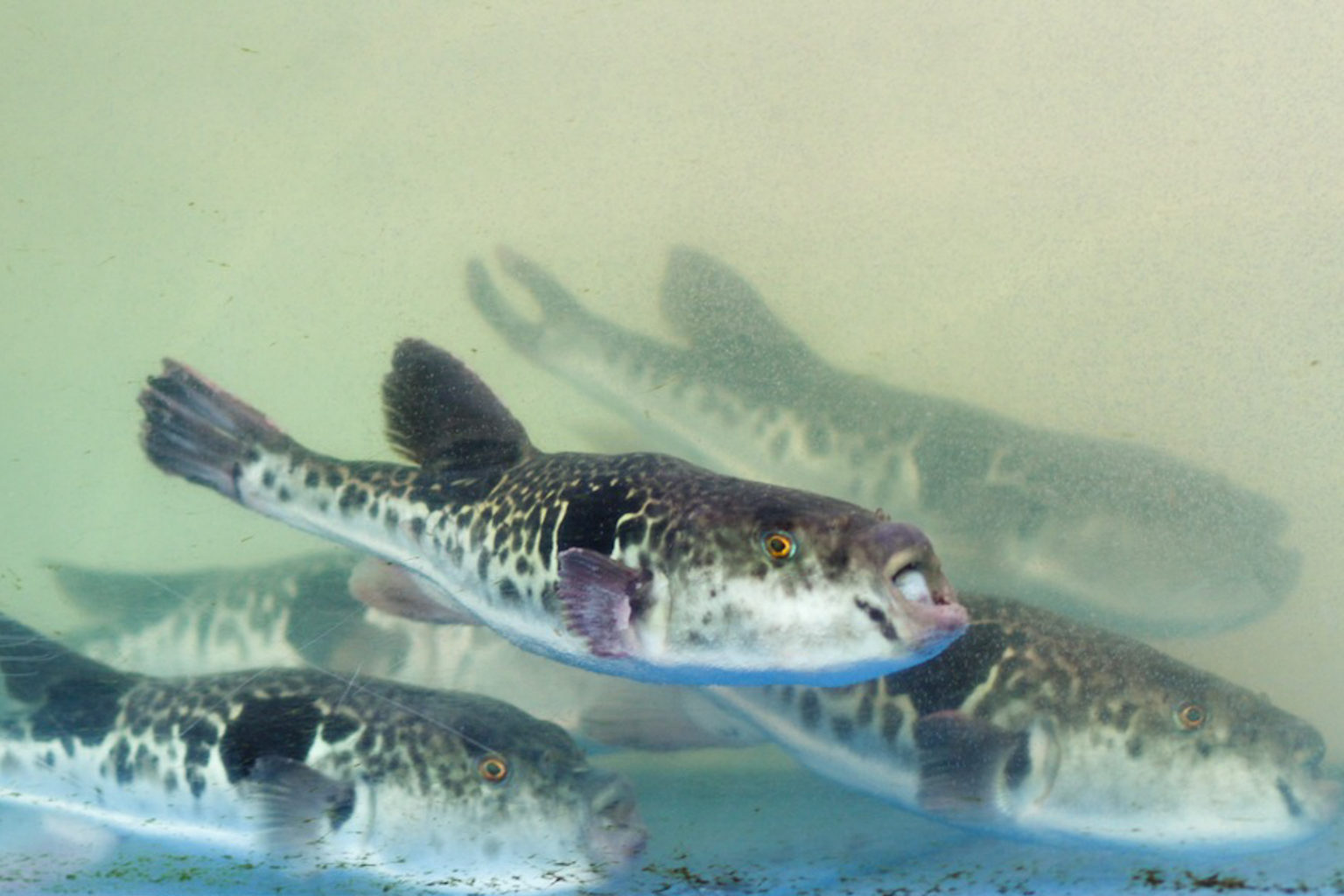 Fugu Fish The poisonous Japanese Puffer Fish you can buy online