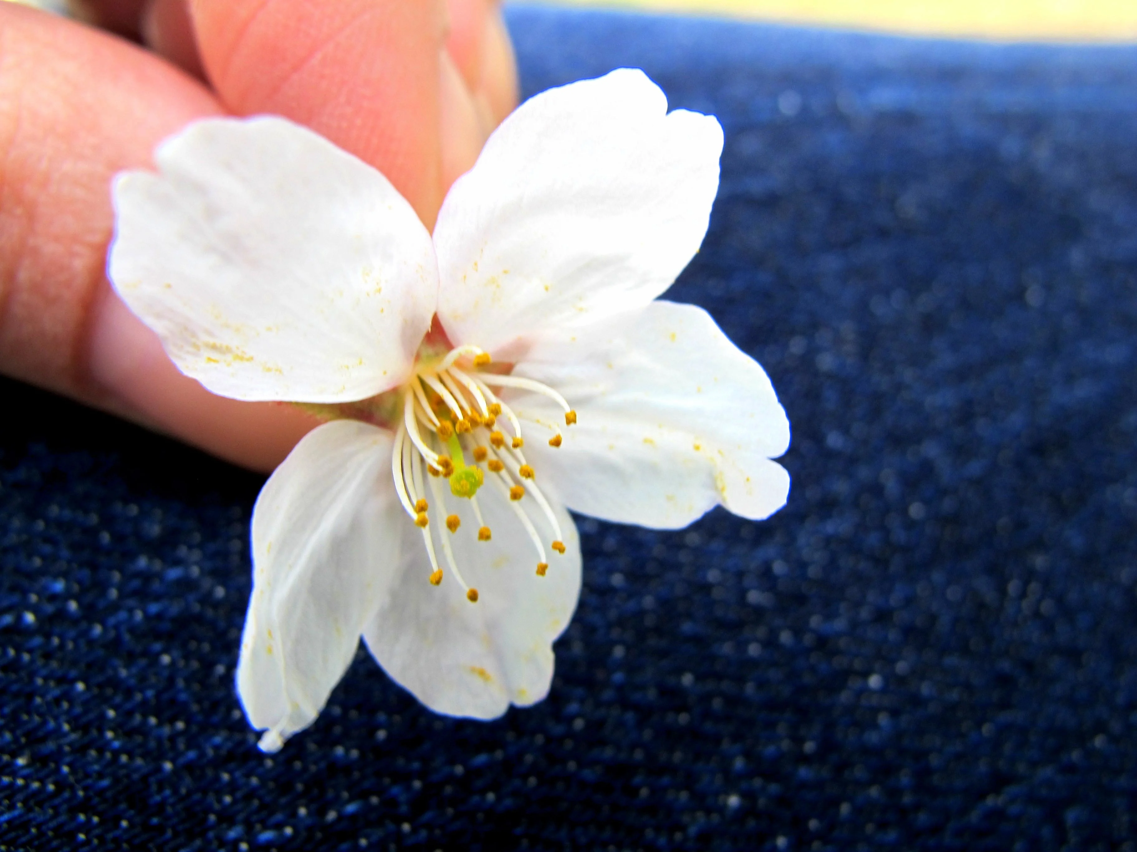 sakura, cherry blossom, japan