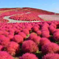 hitachi seaside park kochia, red flowers, red plants, ibaraki