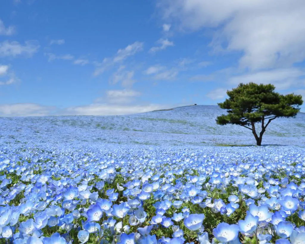 hitachi seaside park nemophila ibaraki, baby blue eyes, blue flowers