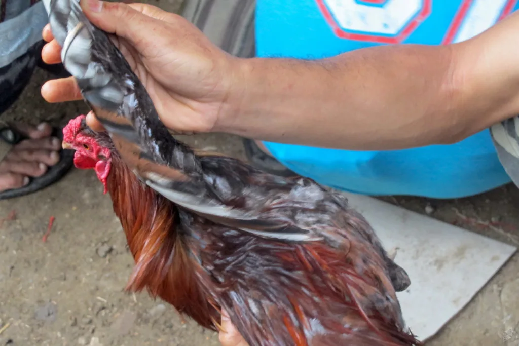 A rooster's wings are being pulled out and inspected.