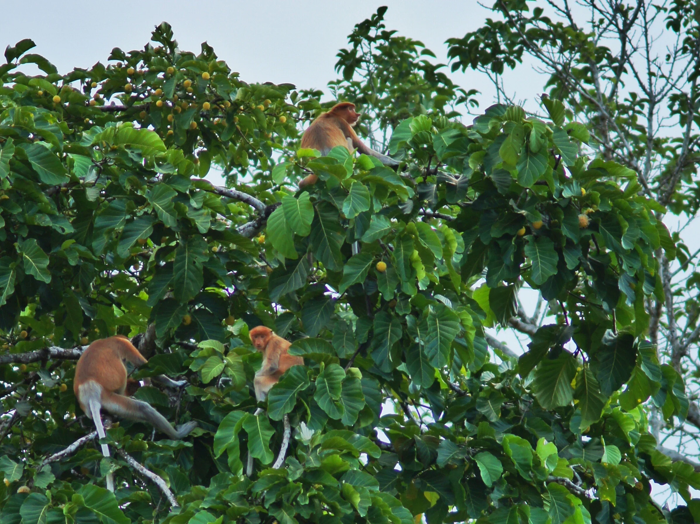 Proboscis monkey