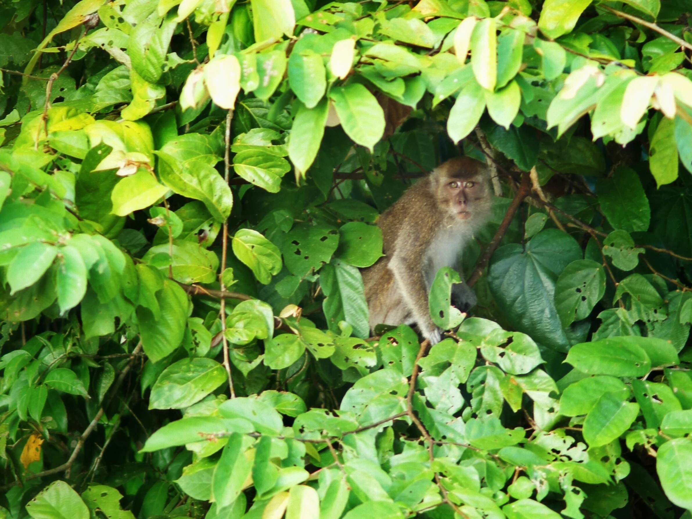 Long-tailed macaque