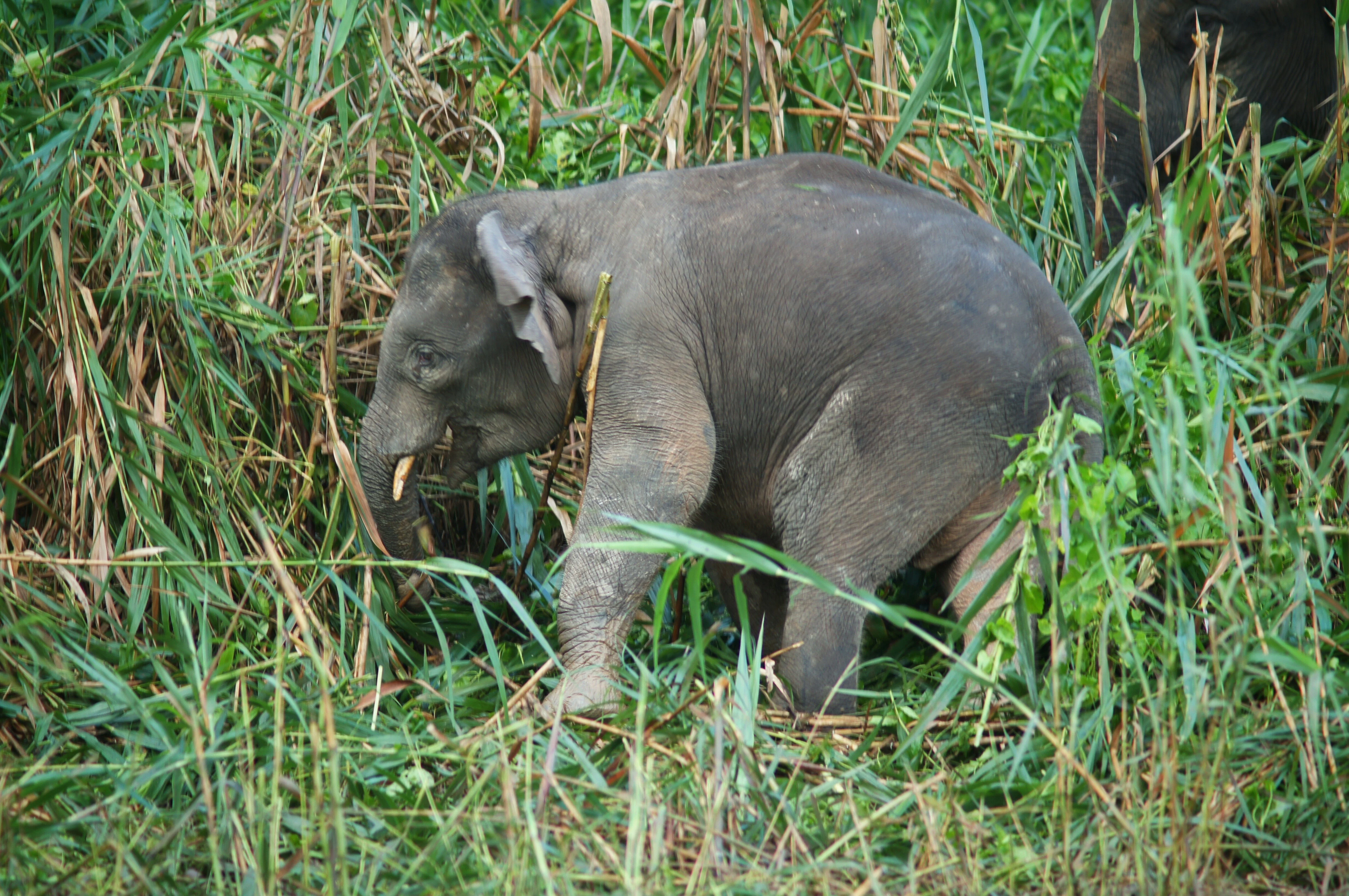 Bornean pygmy elephant