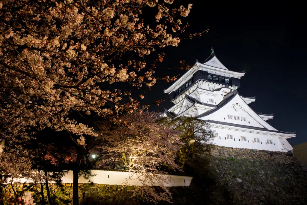 Kokura Castle lit up at night with a blooming cherry tree in the foreground.