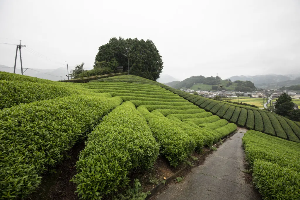 Rows of tea at the Wazuka Tea Plantations in Kyoto.