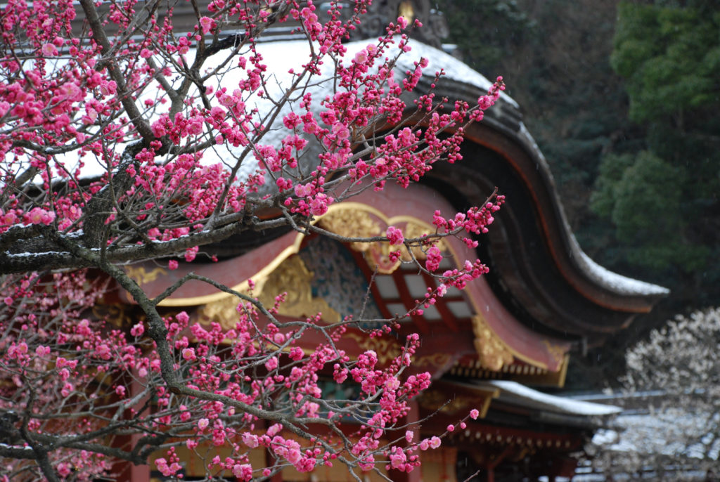 Shrine roof detail with branches of a deep pink variety of plum blossom blooming in front of it.