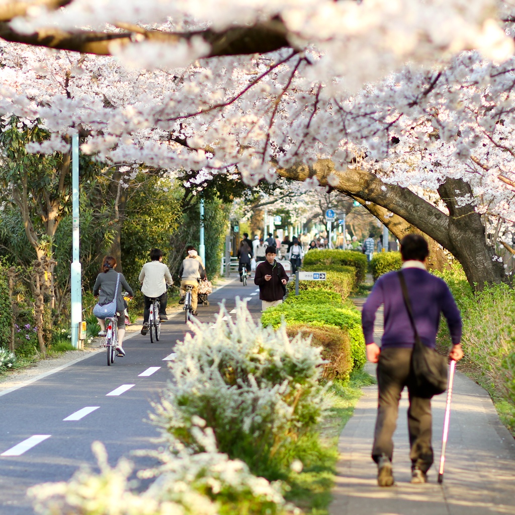 cherry blossoms, japan, tokyo