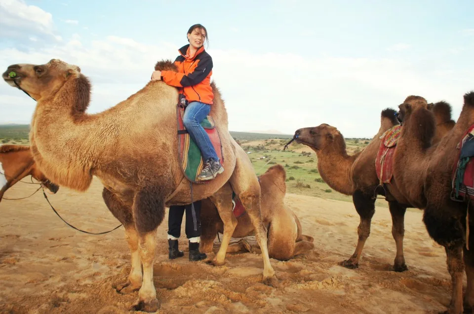 Crazy Camel, Central Mongolia