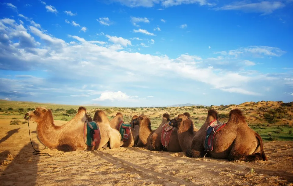 Camels, Semi Gobi, Central Mongolia