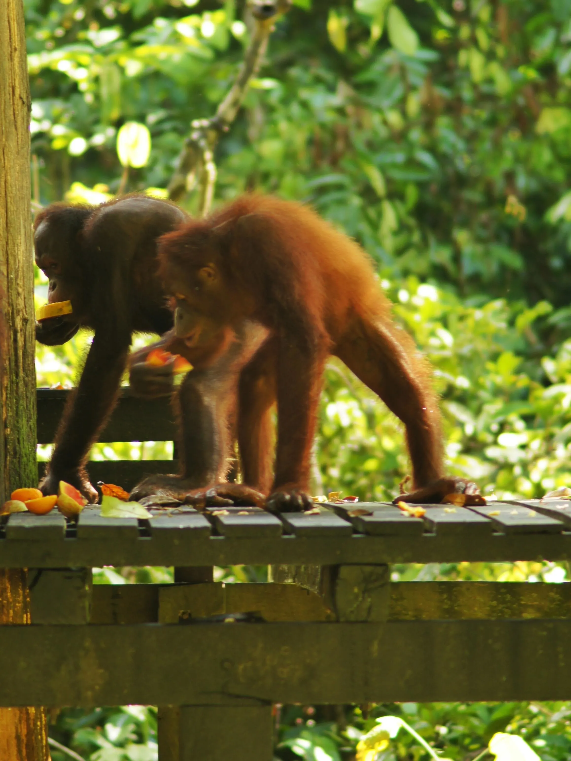 Feeding time