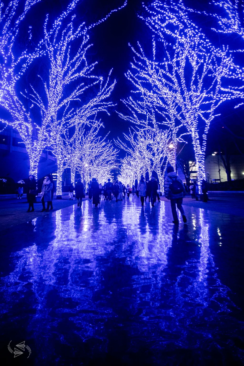 ao no dokutsu blue cave shibuya Illumination