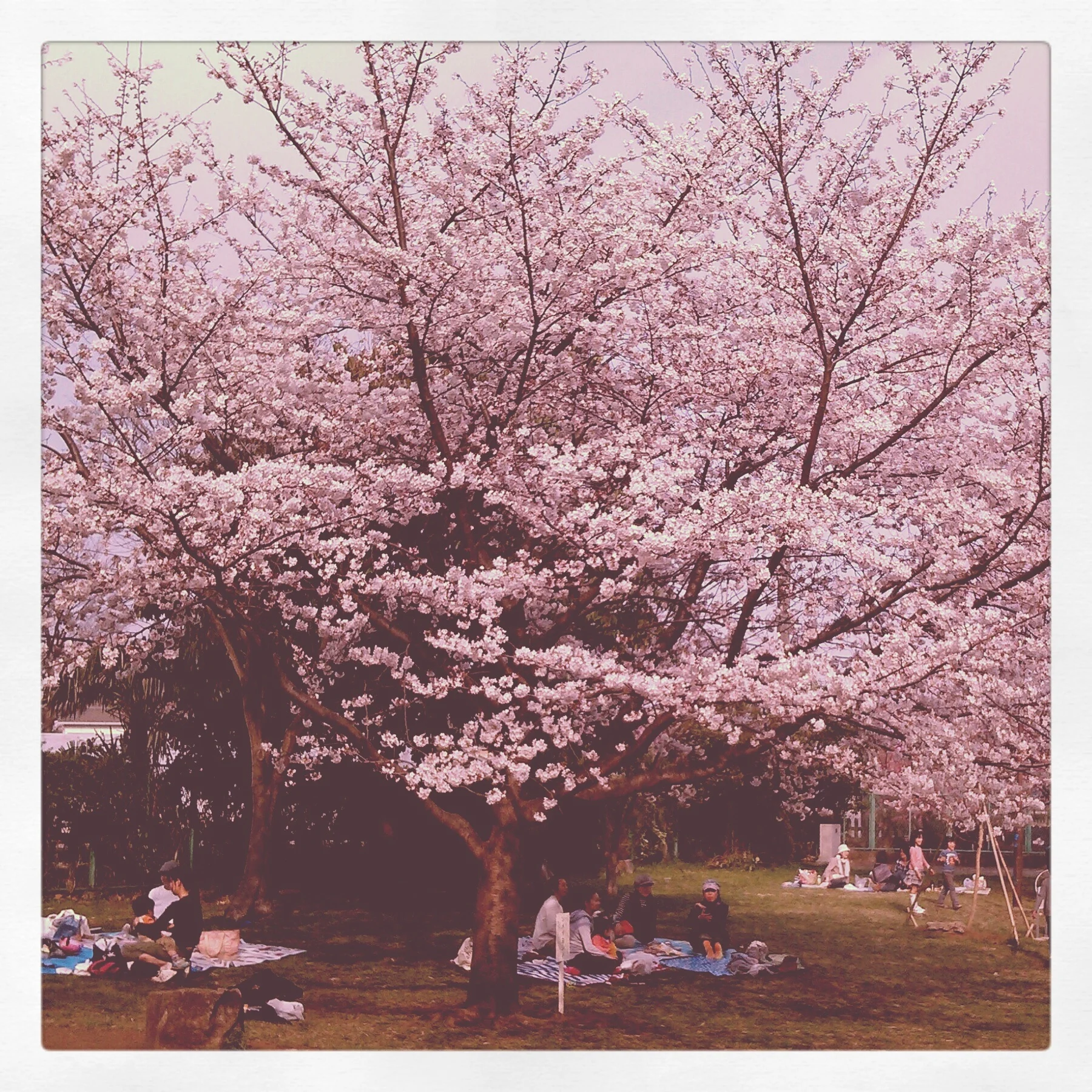 hanami, cherry blossoms, japan, tokyo, park